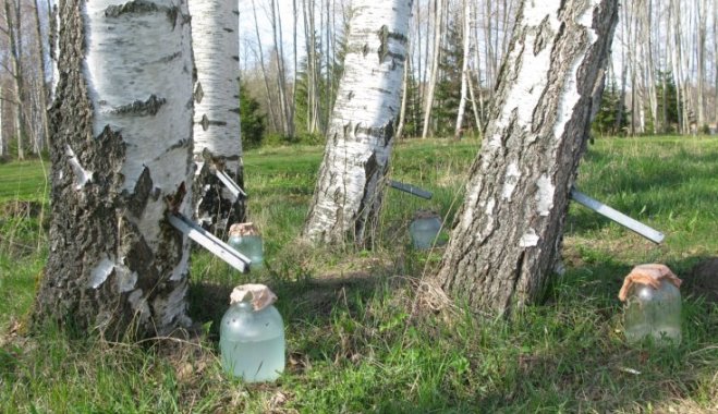 Os Benefícios do Água de Bétula para o Cuidado dos Cabelos